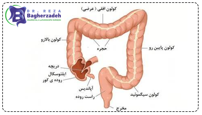 اجزاء روده بزرگ